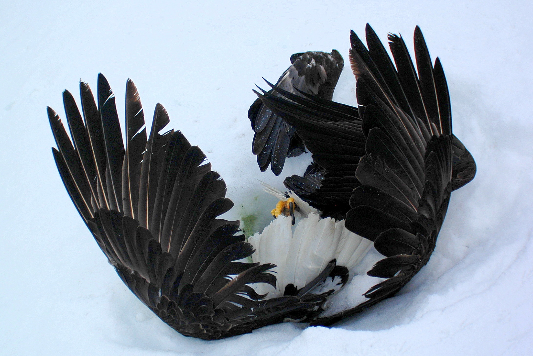 Mating Ritual Of Bald Eagles In Flight Slow Motion Hd 1080p Bald Eagles Mating