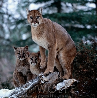 cougars washington hunting mountain kitten hunt lion state increased animals nonselective potentially leads mortality boot wa problem heavy research shows