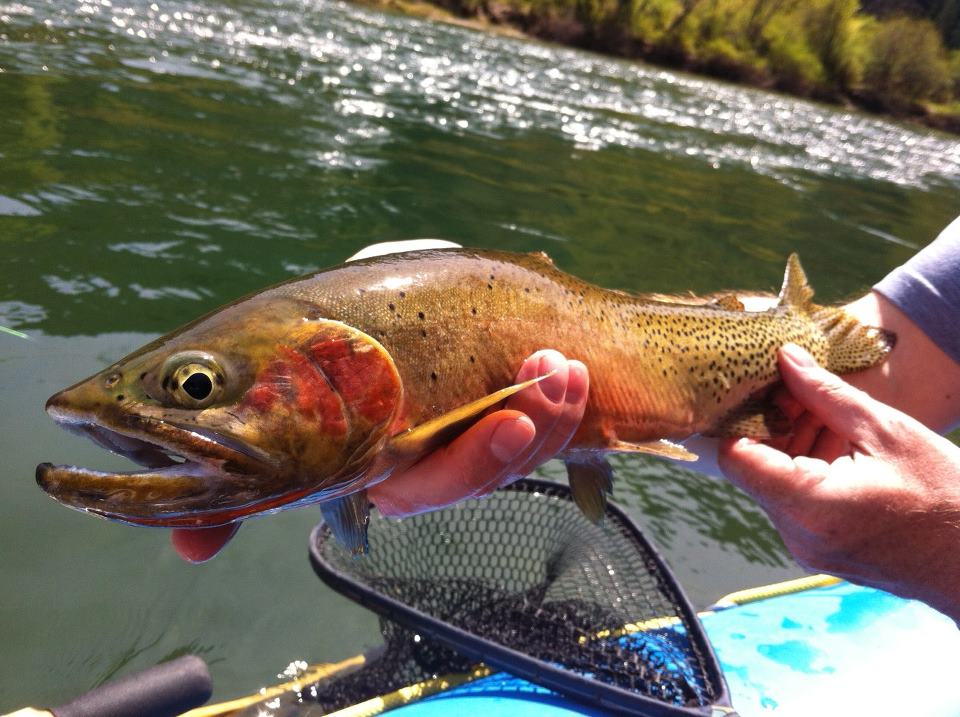 Video: Pre-runoff streamer fishing tips for St. Joe River