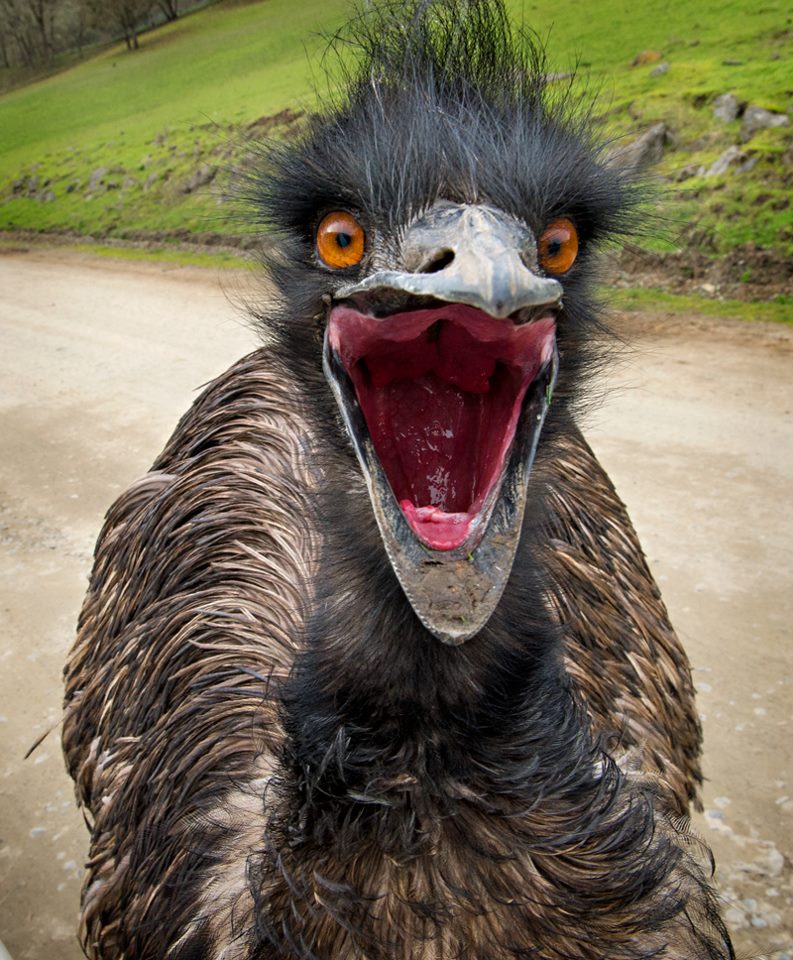 Image result for emu attack
