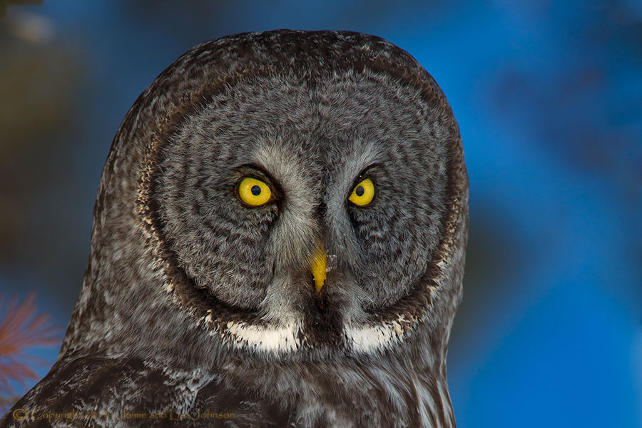 field mouse and owl