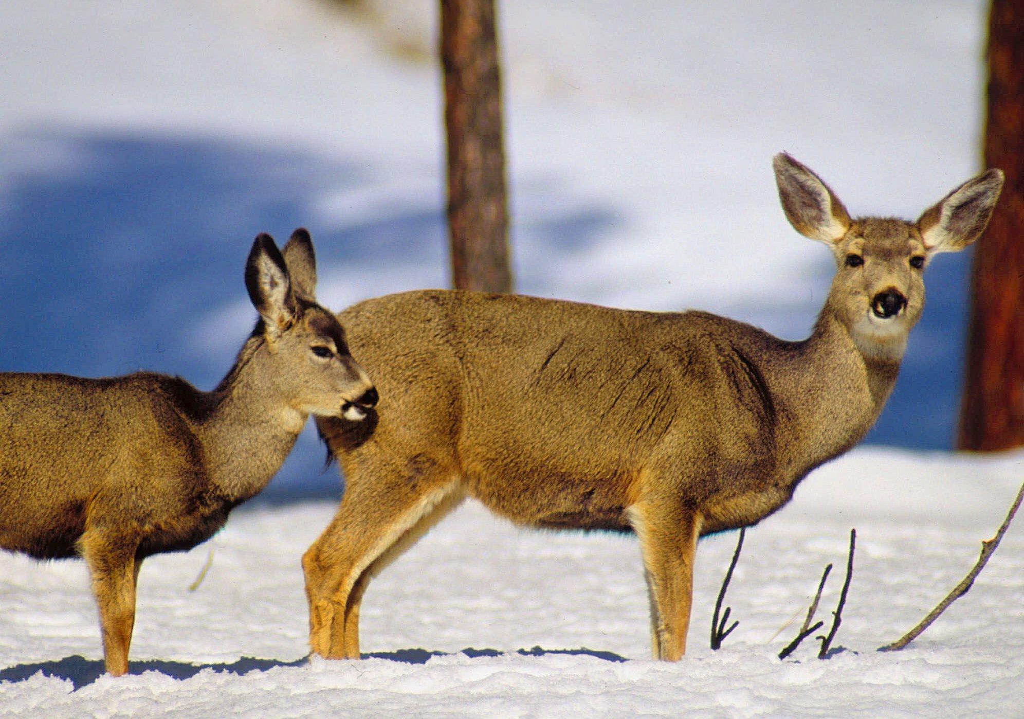 Hunters harvest 18000 deer on 1st day of Ohio gun season