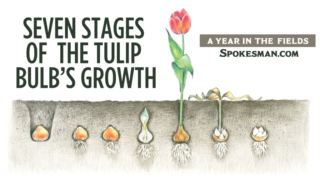 Life Cycle Of A Bulb 14