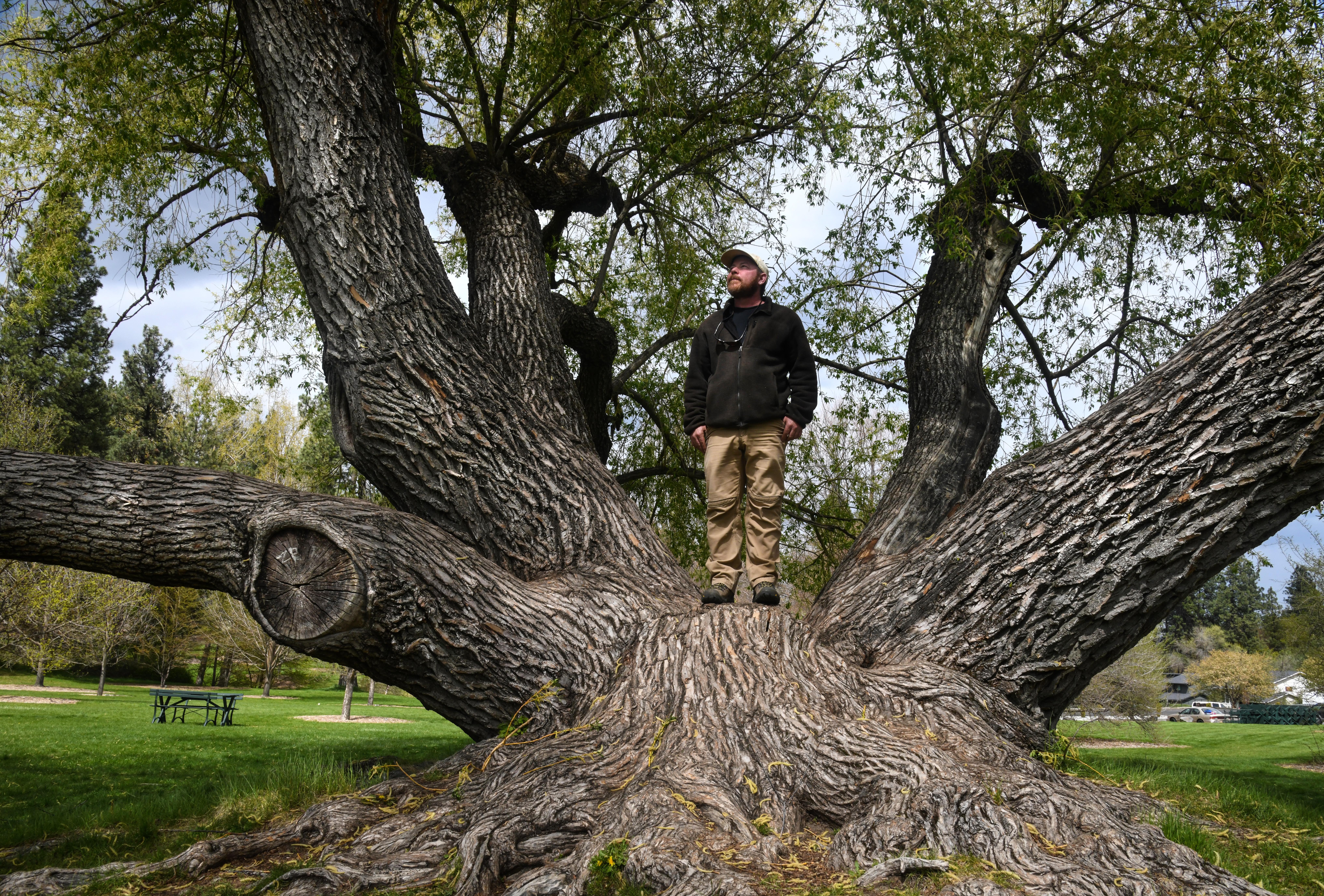Spokane's most unique and historic trees | The Spokesman-Review