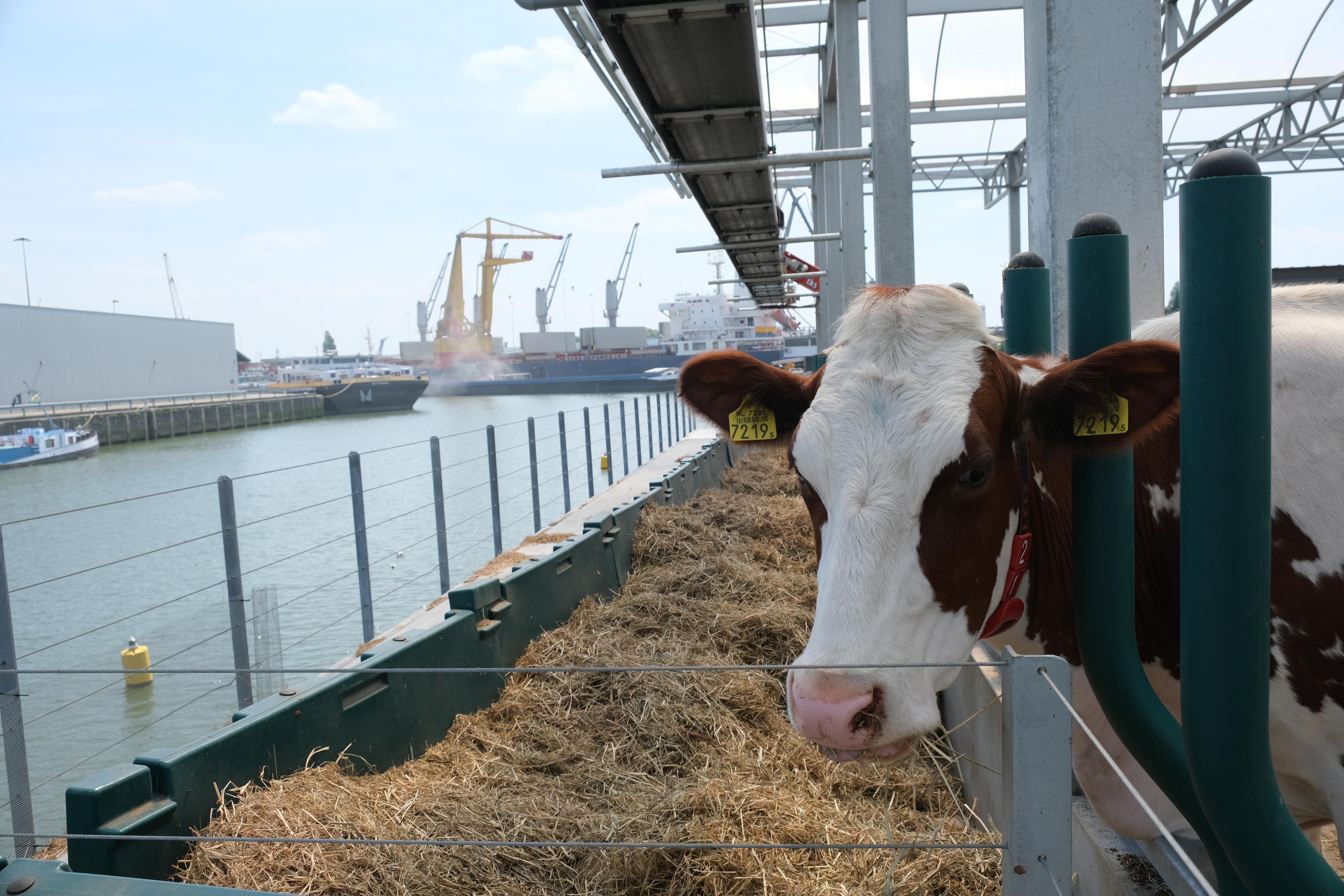 Dutch Farm Floats Possibilities Of Urban Dairy Production The