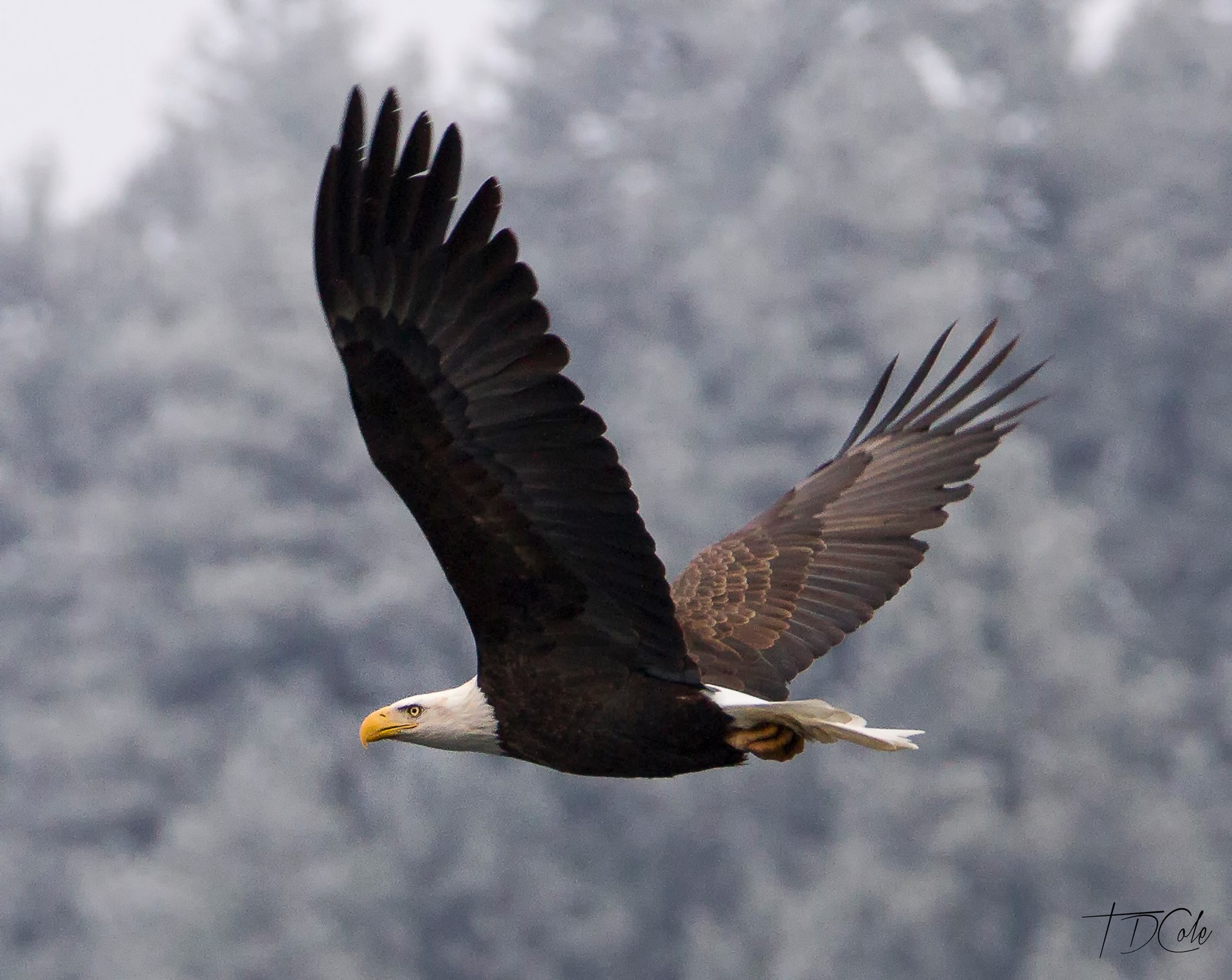 bald eagles essay bald eagles essay