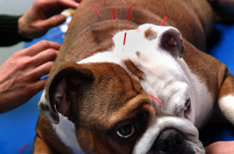 Pets Creature Comforts The Spokesman Review
