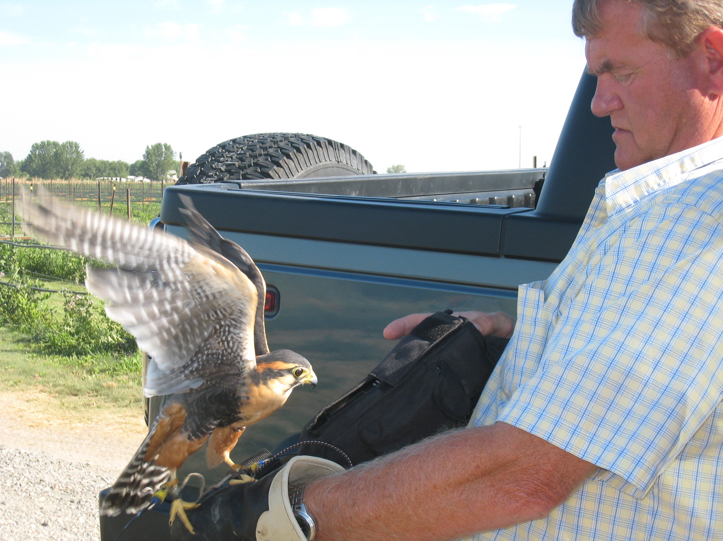 Birds of prey being used for pest control around valley