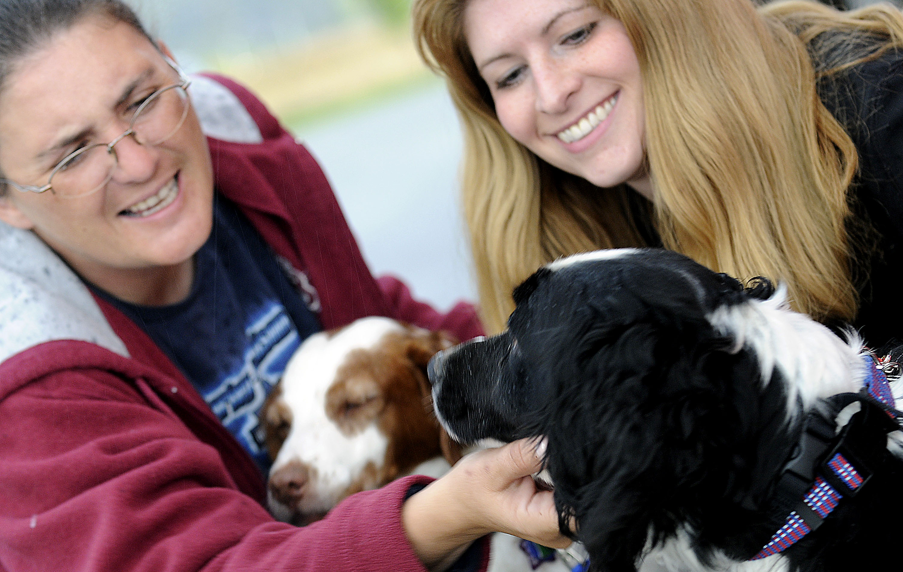 Esra springer spaniel sales rescue