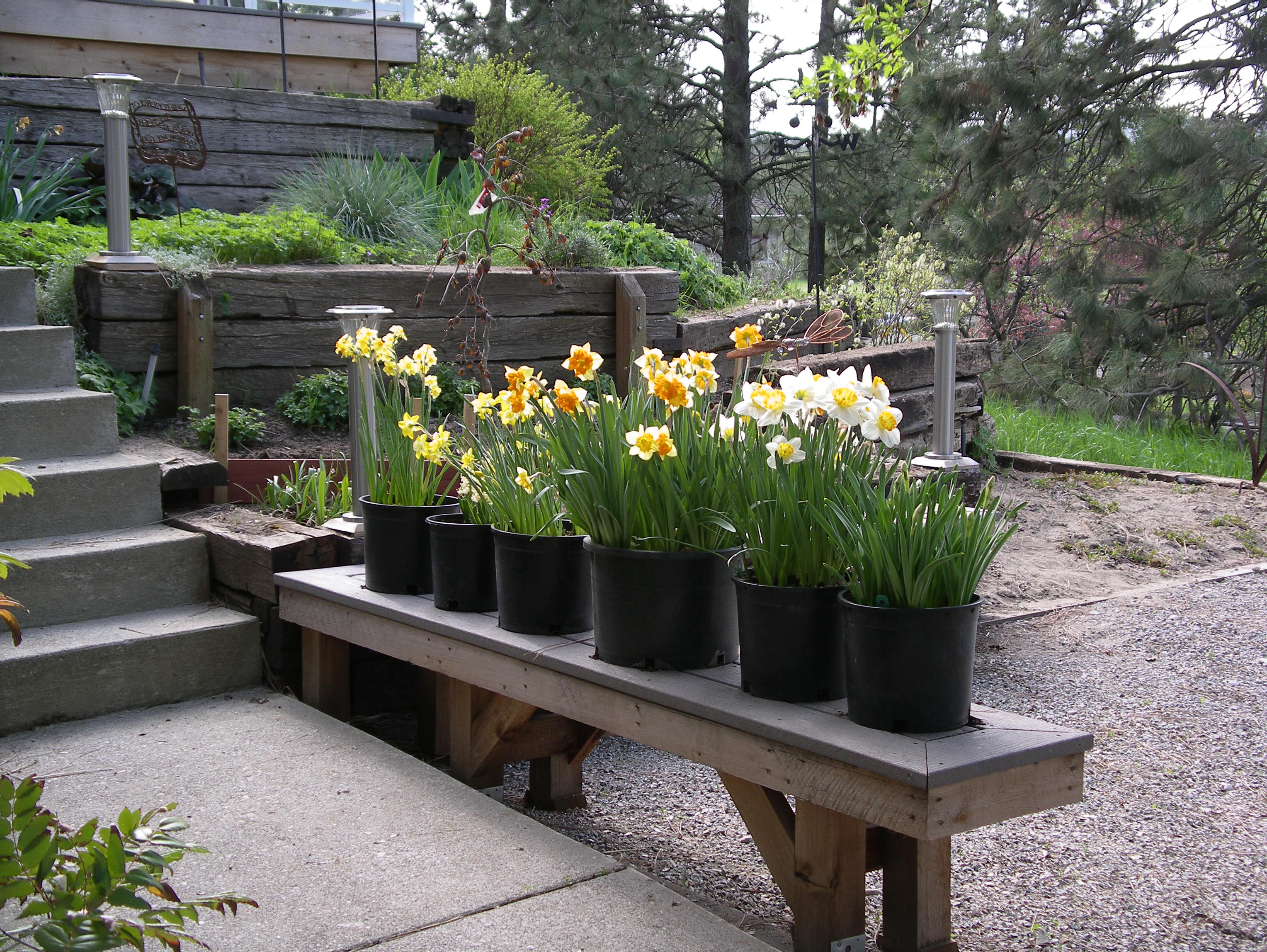 spring bulbs in containers