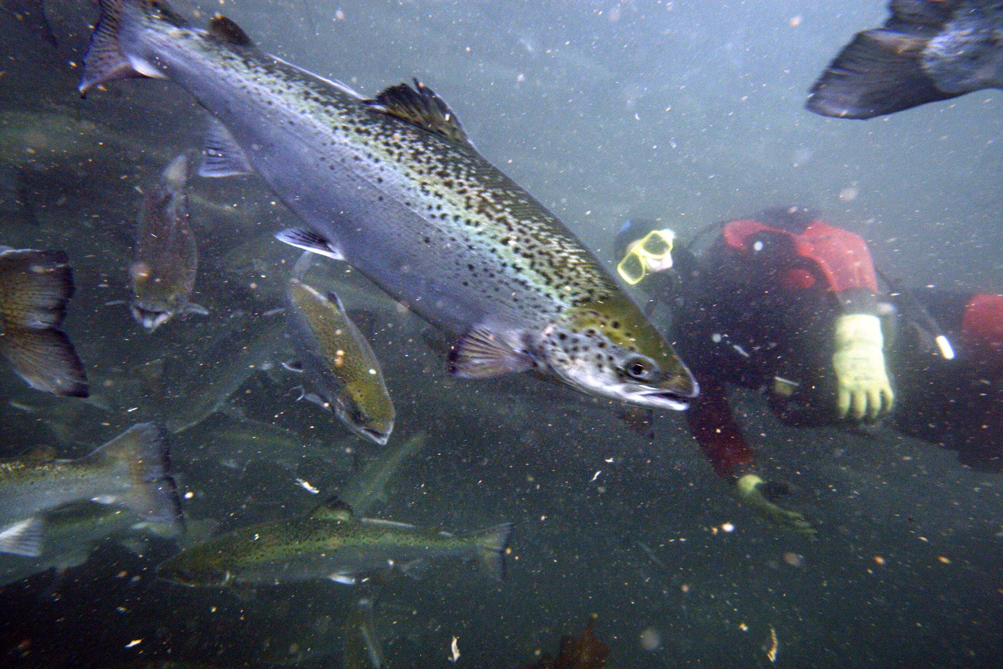 Networking as a bait. What the salmon fishing in the yemem teaches about  NETWORKING?