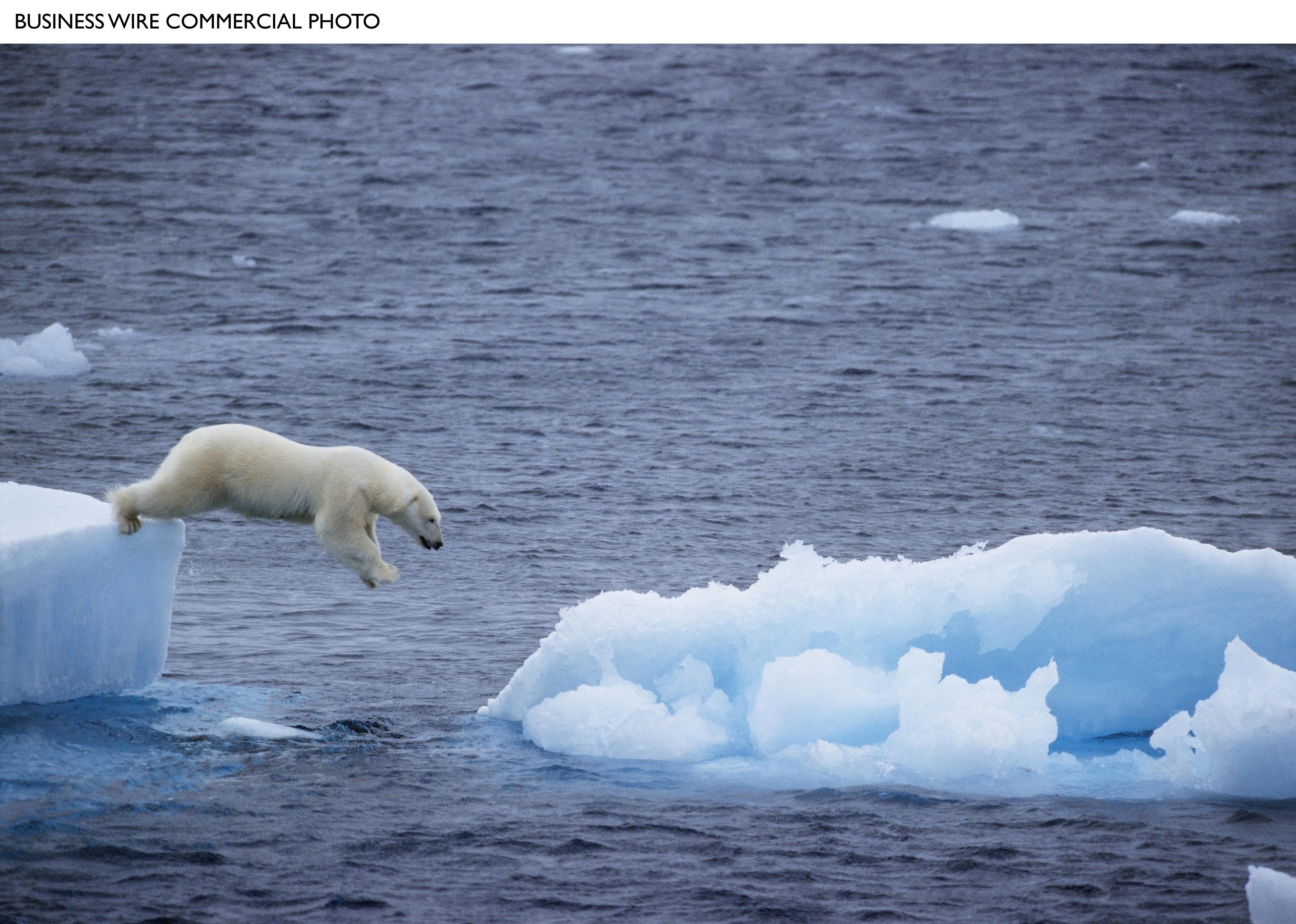 Медведь плавает скорость. Северный Ледовитый океан белый медведь. Карское море и северно Ледовитый океан. Карское море белый медведь. Море Лаптевых белые медведи.