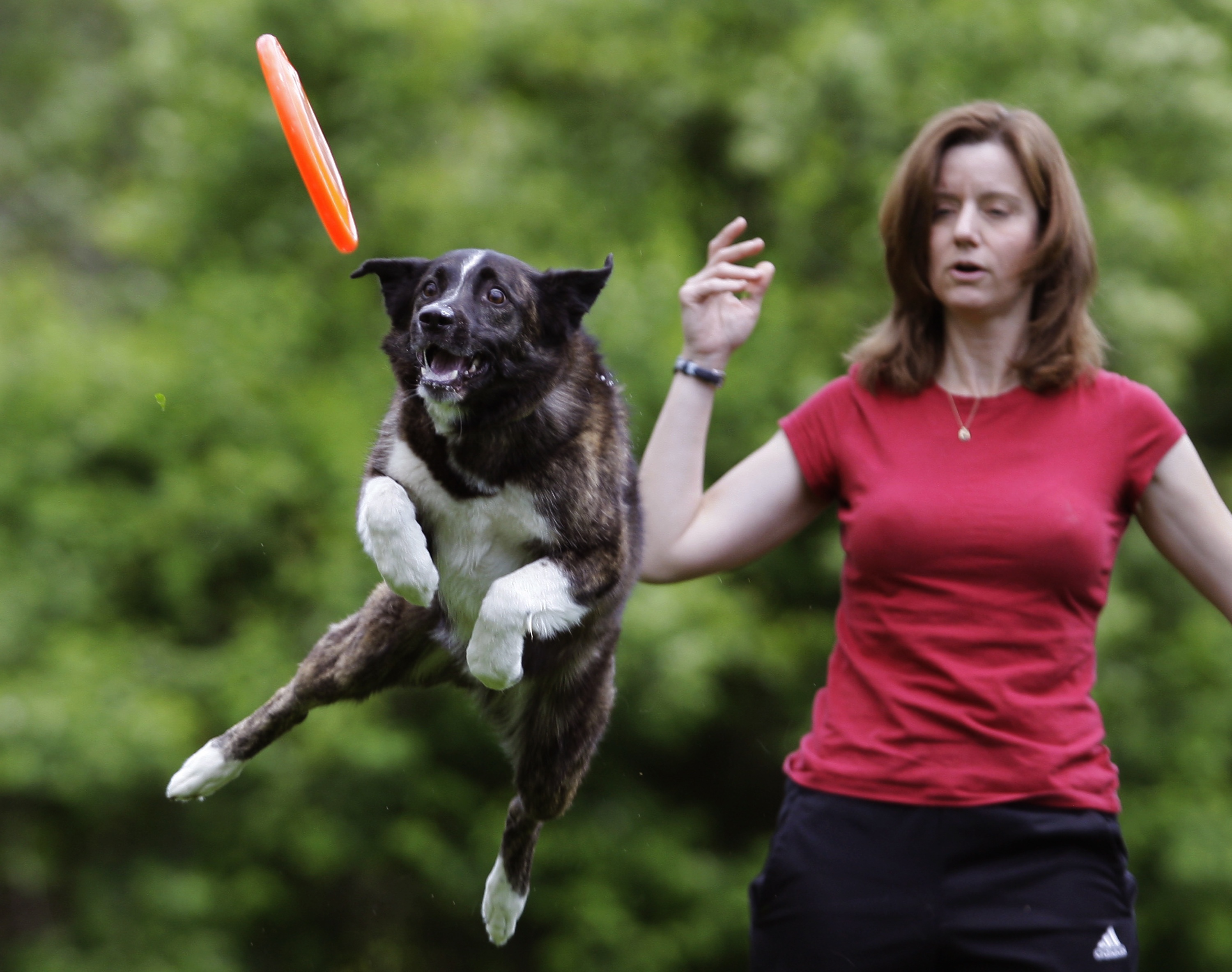 Dog new tricks. The spokesman-Review. Toy can't teach an old Dog New Tricks.