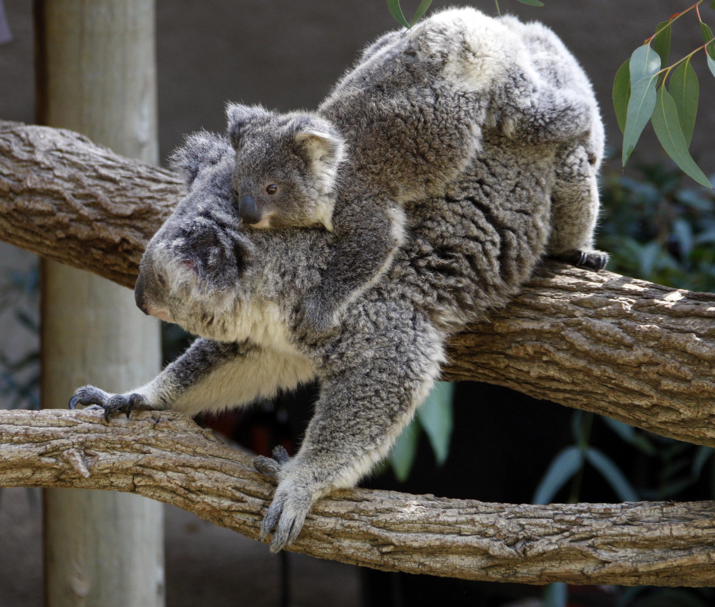 koala bears cuddling