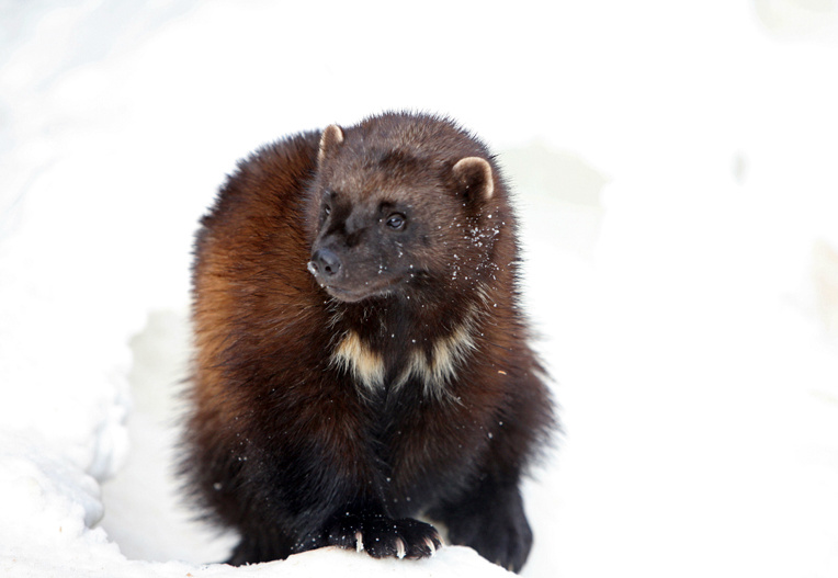 Wolverine’s presence in Wallowas confirmed | The Spokesman-Review