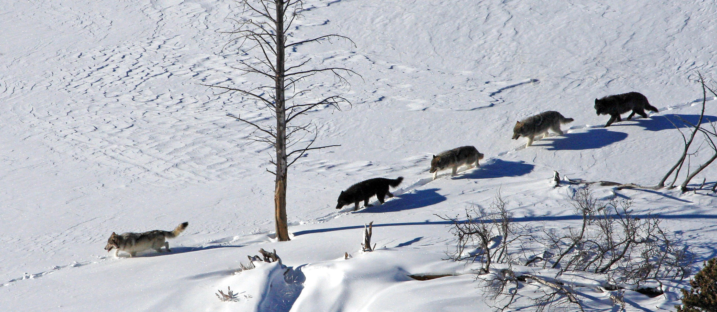 Hungry wolf pack rearranges balance in Yellowstone Park | The Spokesman-Review
