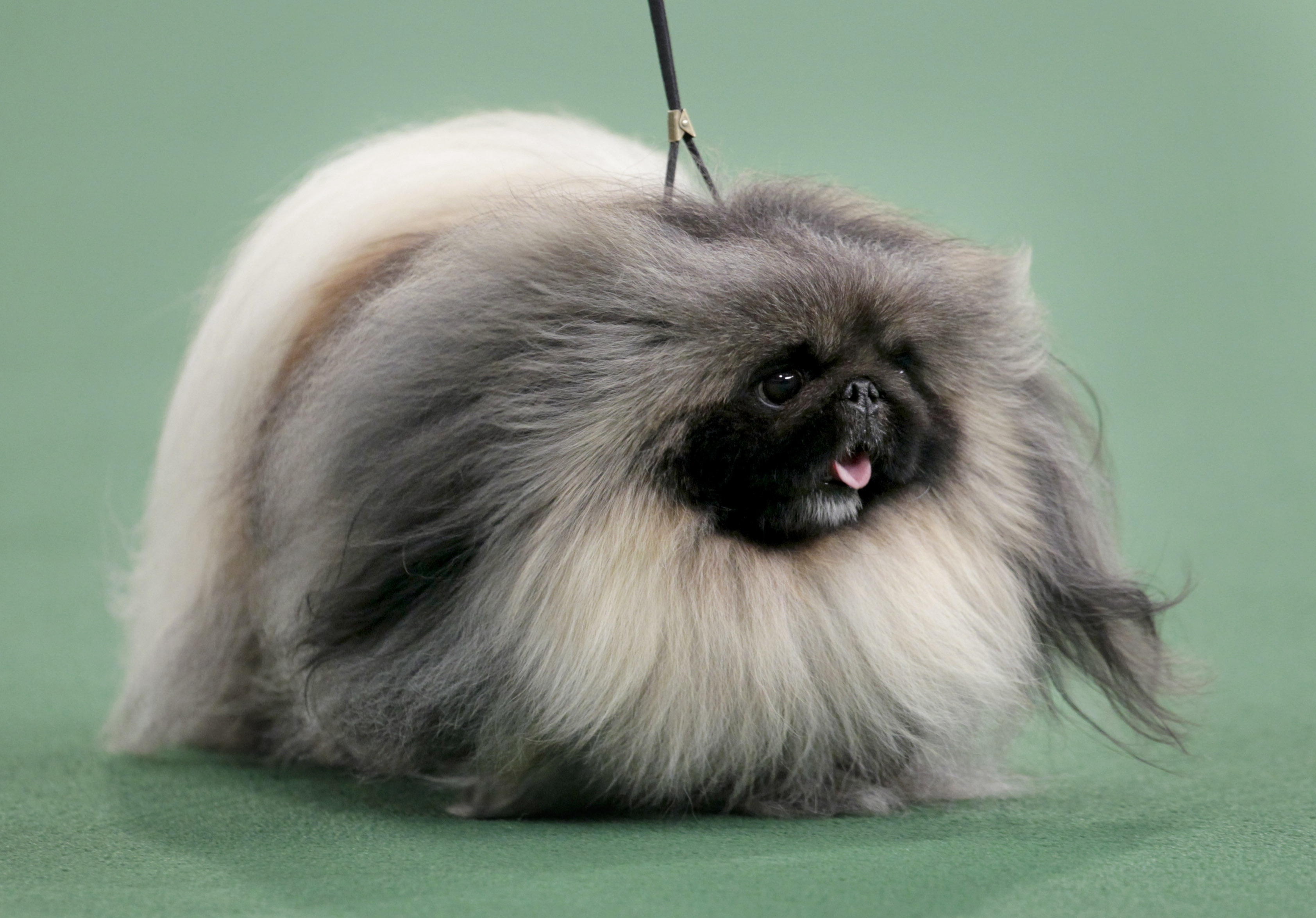 Perky Pekingese claims Westminster’s top prize The SpokesmanReview
