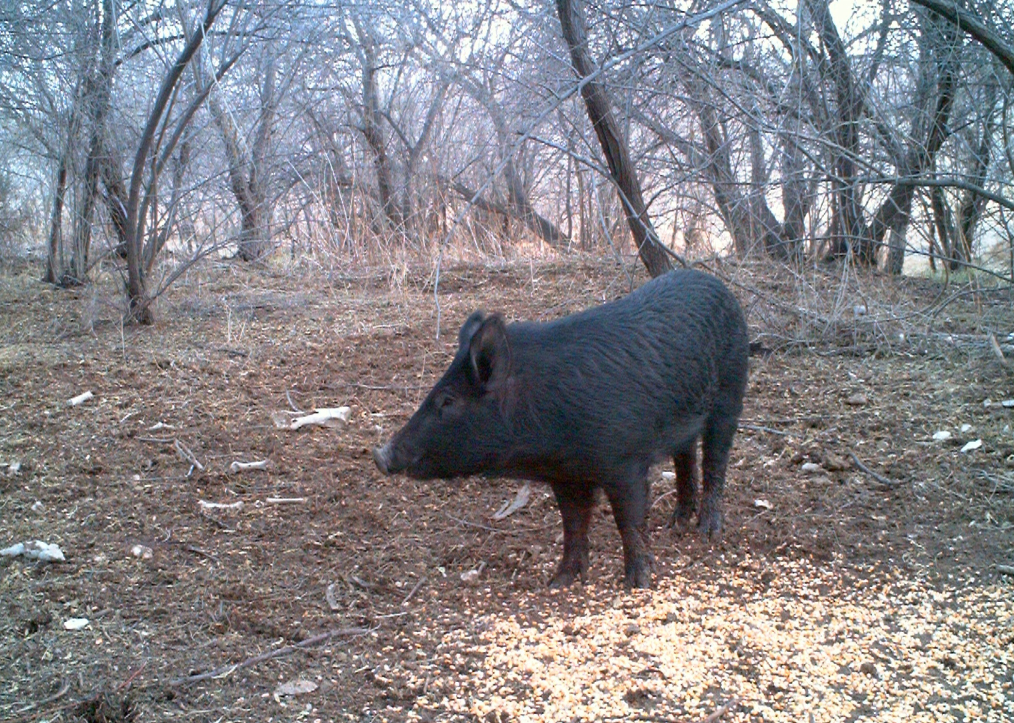 Pigs gone wild in crosshairs of NW states The SpokesmanReview