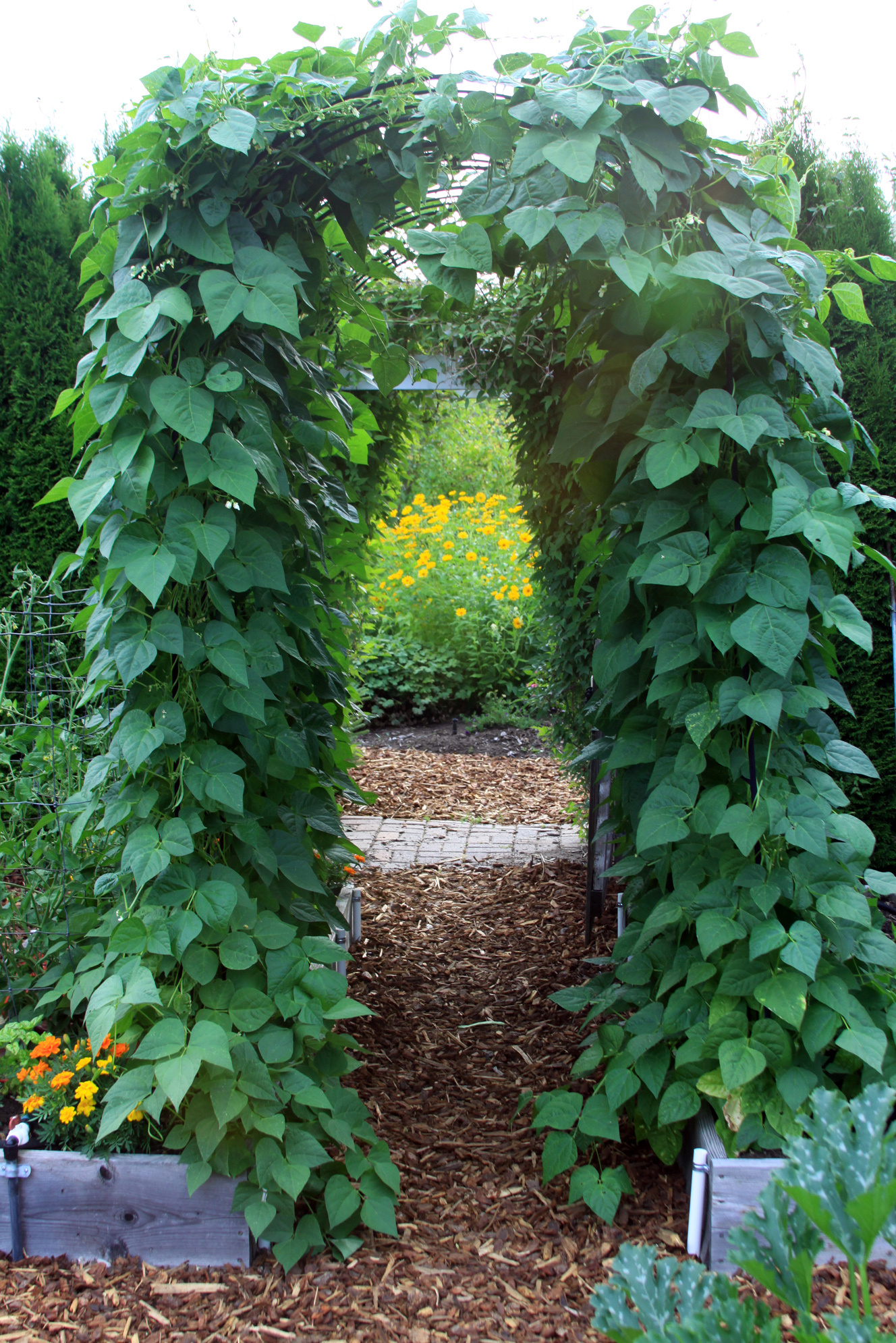 Planting pole beans information