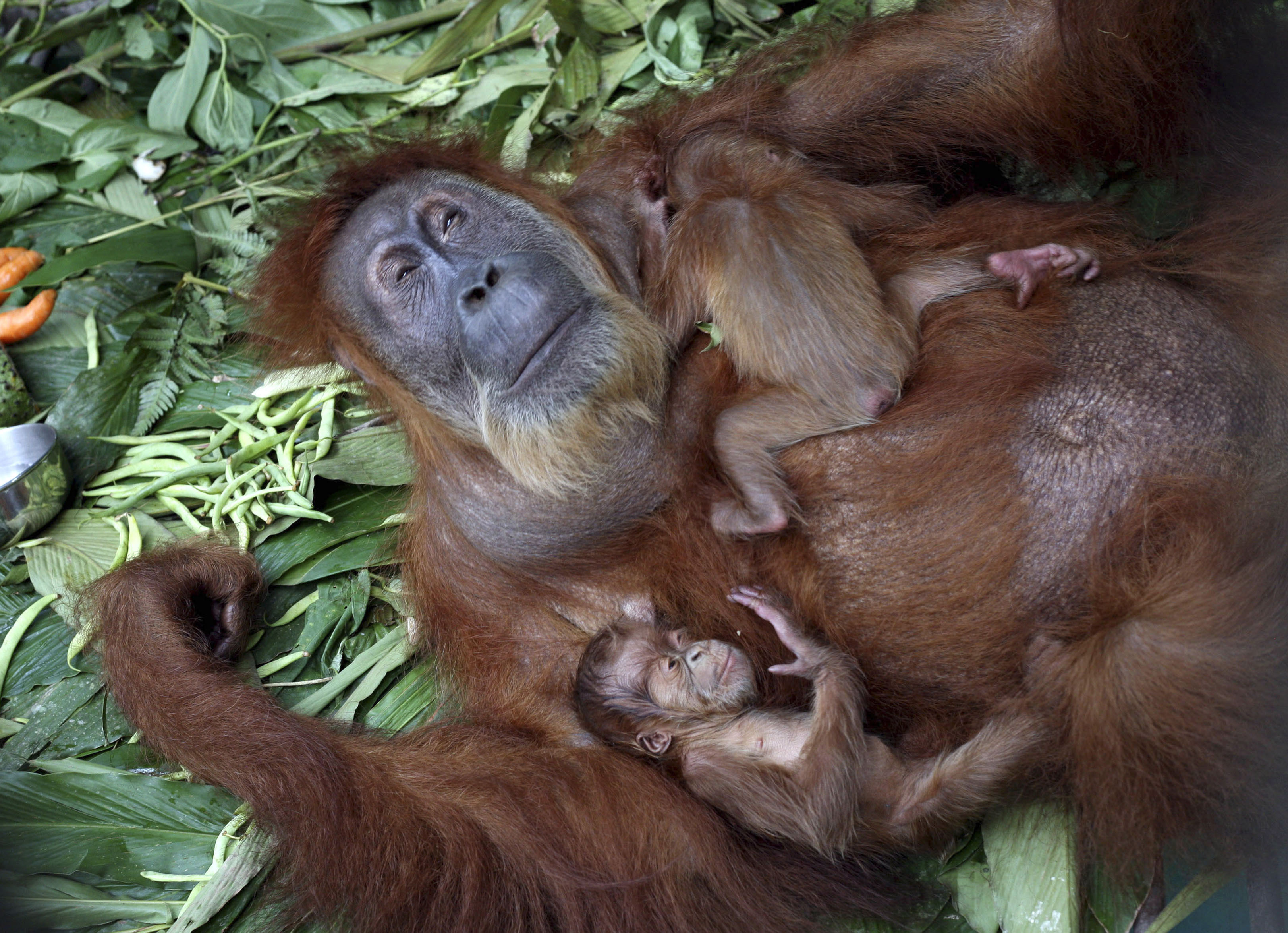 Жизнь смешных животных. Самка орангутанга. Смешные обезьяны. Детеныш обезьяны. Детеныш мартышки.