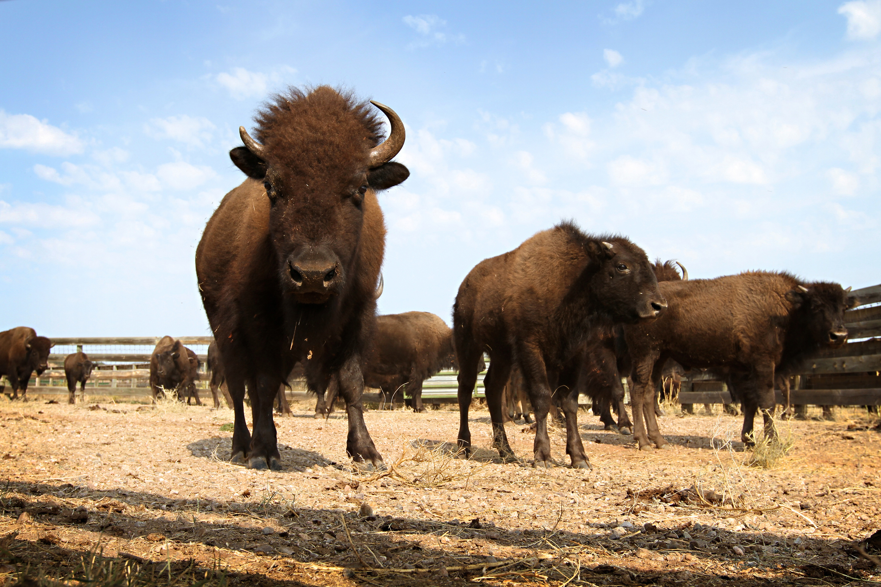 Национальные животные США. American Buffalo. Животные России.США. Животные США картинки.