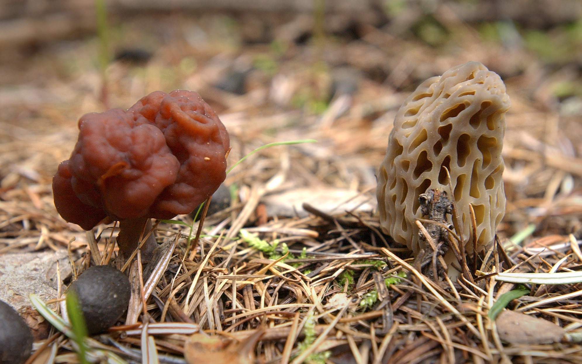 Mushroom season nears officials offer advice for hunters  The