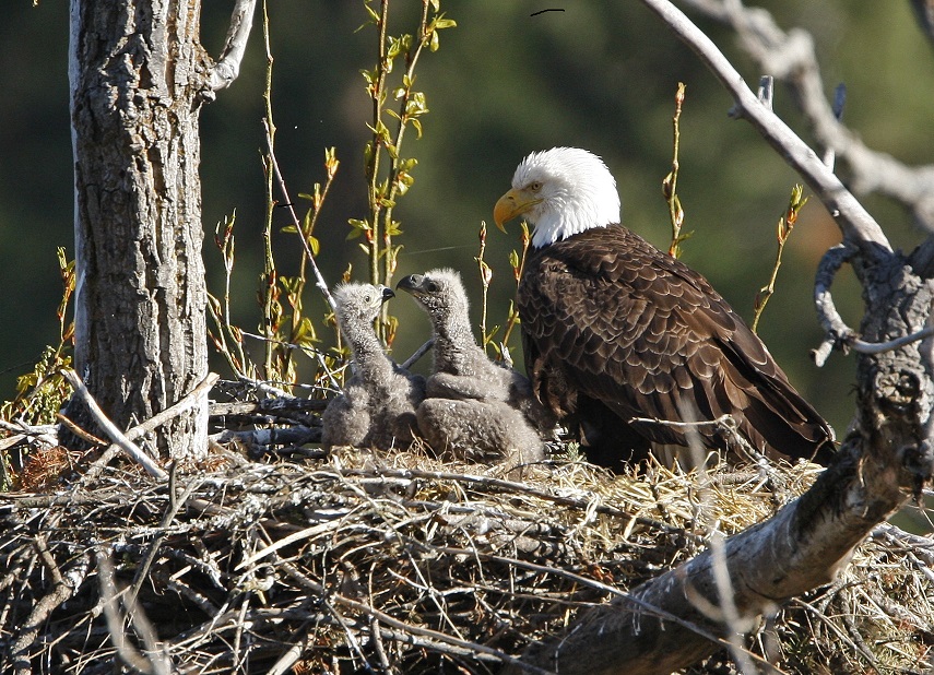 young bald eagle facts