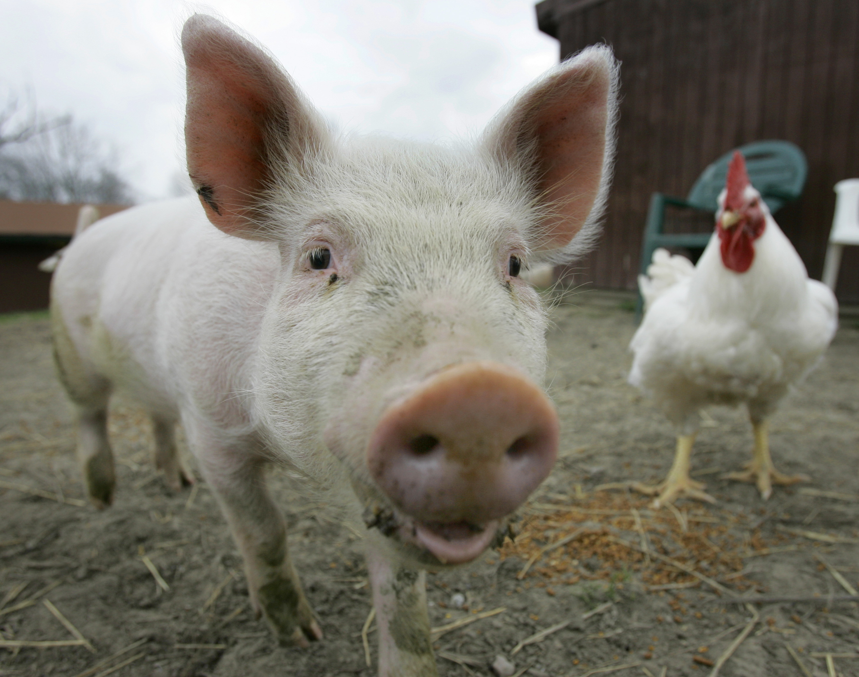 Campaign aims to show farm animals’ intelligence | The Spokesman-Review