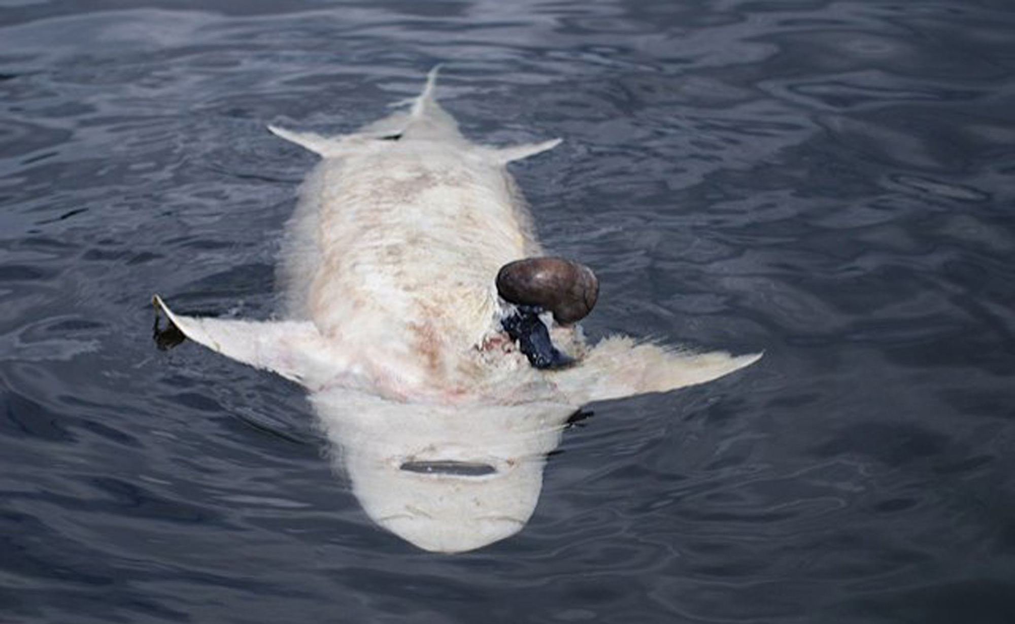 самая большая белуга пойманная в азовском море