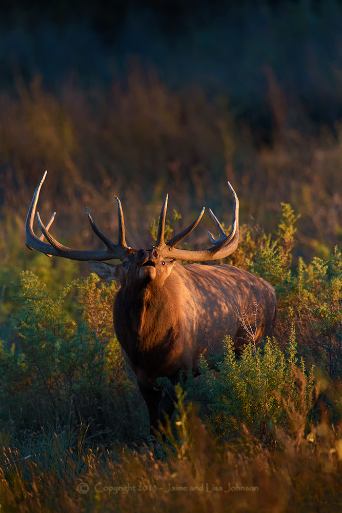 Bull elk in full concert | The Spokesman-Review