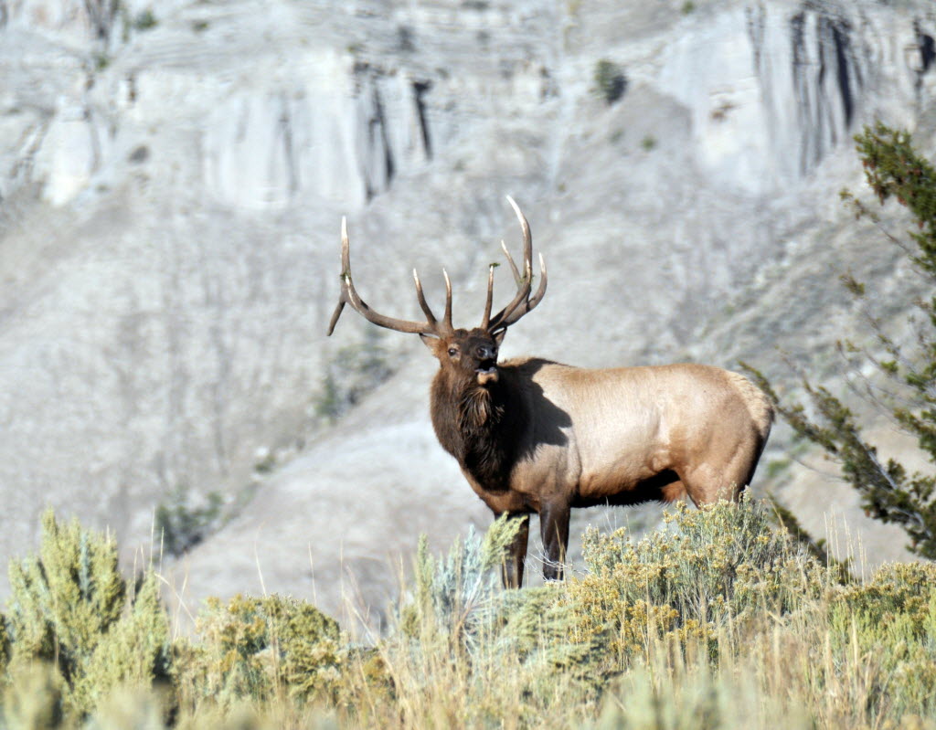 Bull Elk Will Fight For Love This Month The Spokesman Review