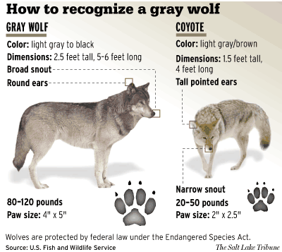 Chart helps viewers distinguish wolf from coyote | The Spokesman-Review