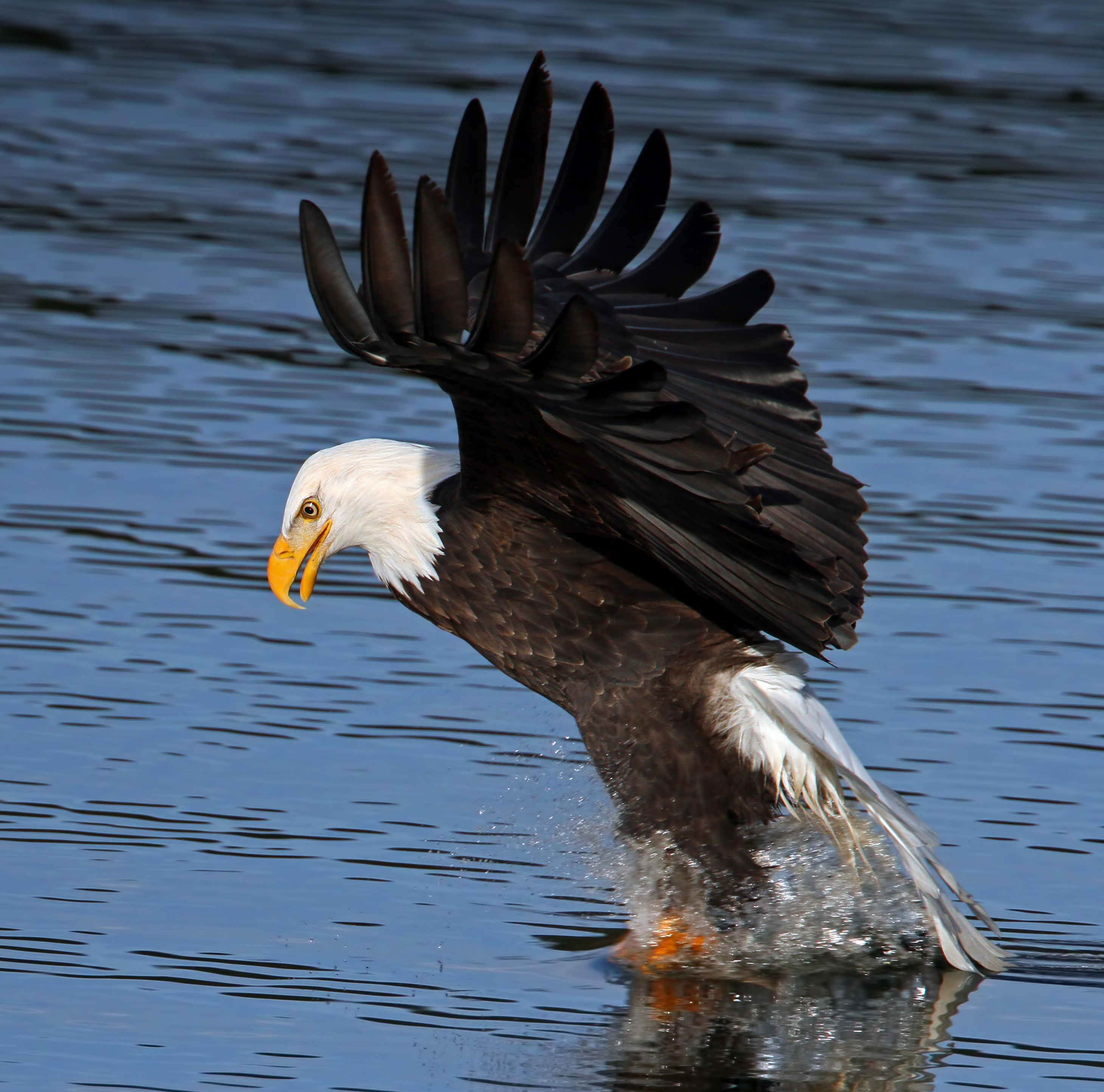 Four bald eagles show up at lake CdA, so far | The ...