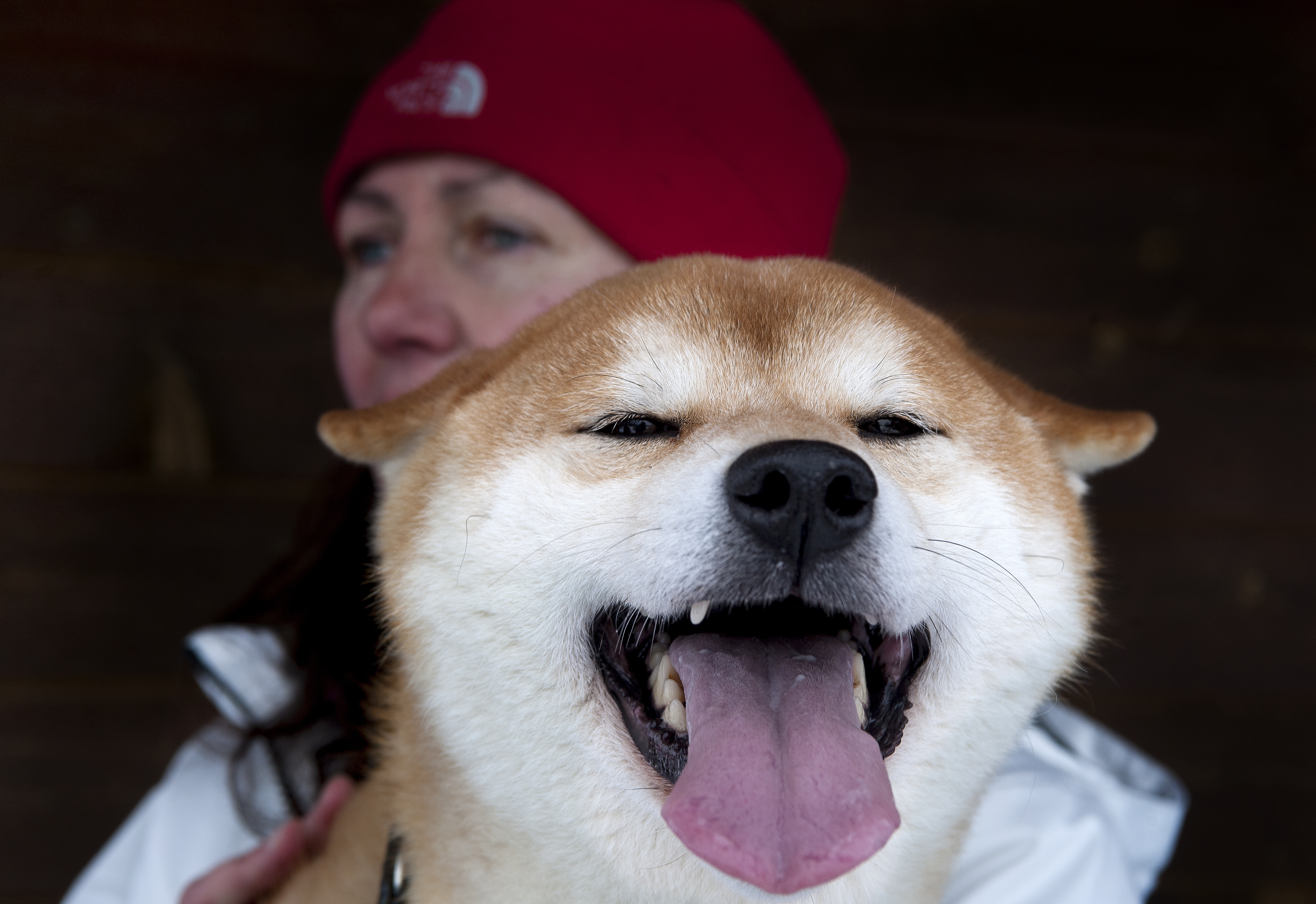 Dogged Beauty Local Shiba Inu Competes At Westminster