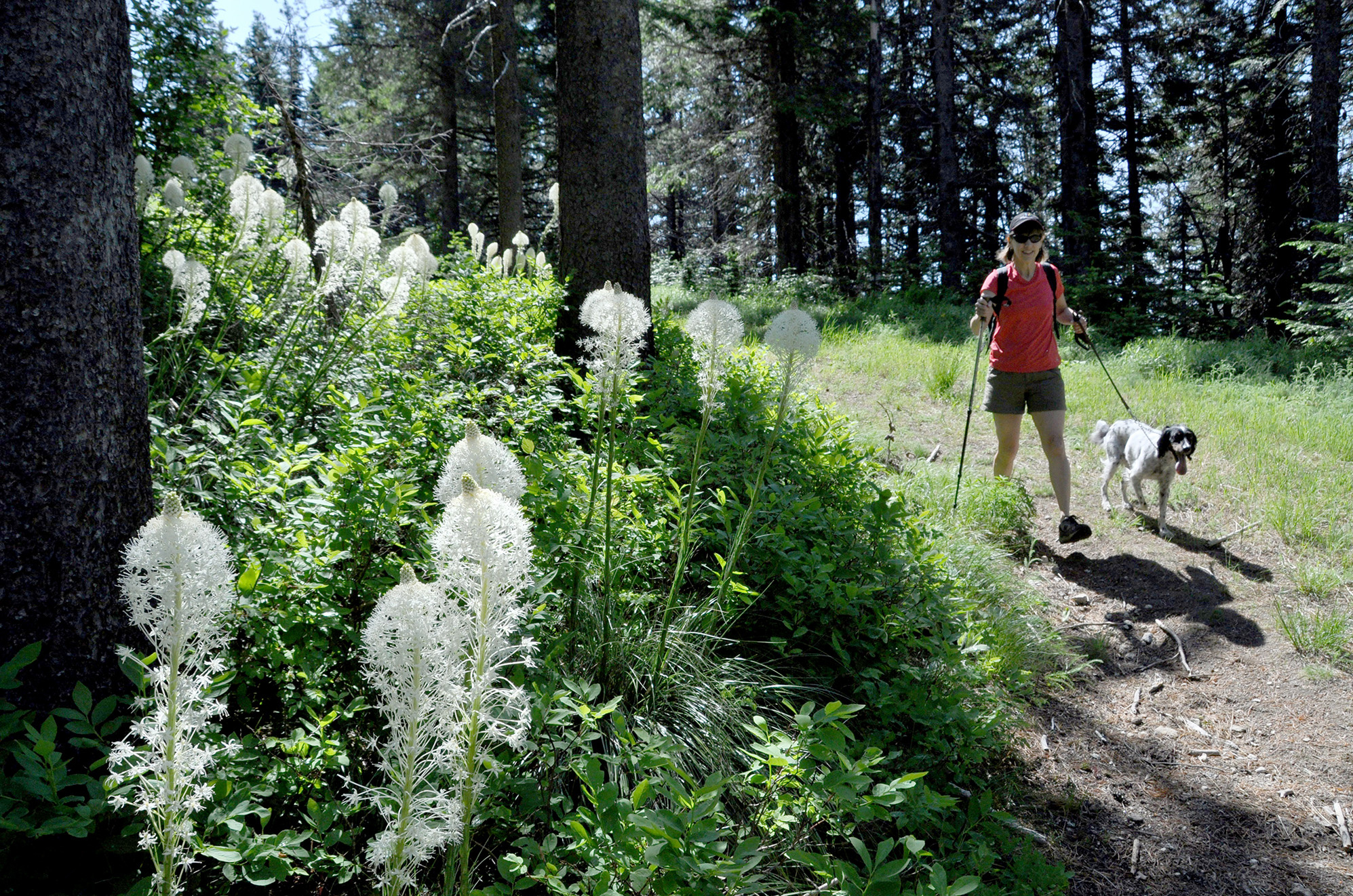 Hiking With Dogs Prepare For The Trail The Spokesman Review