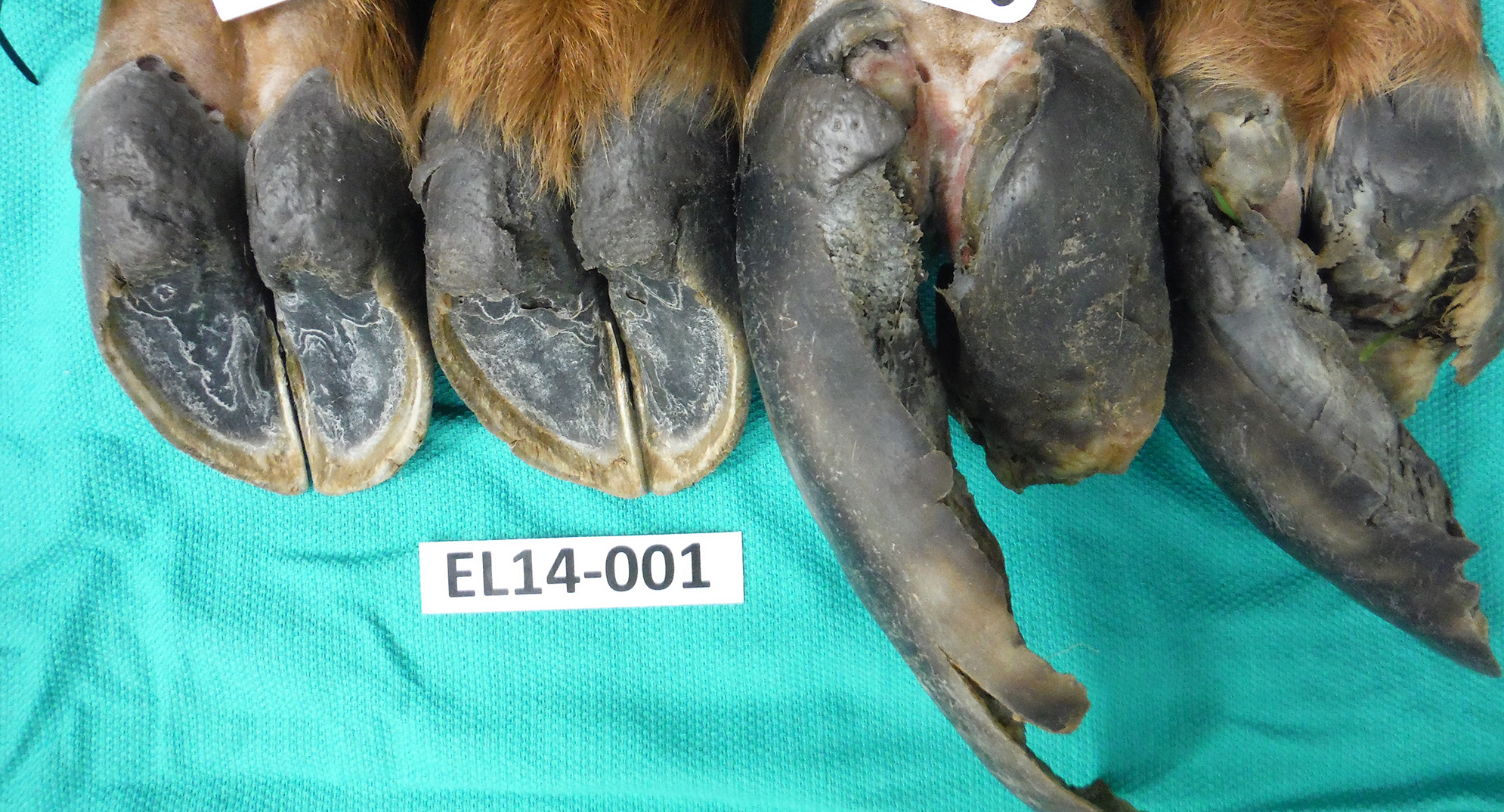 Elk hoof rot disease raises further questions for wildlife experts