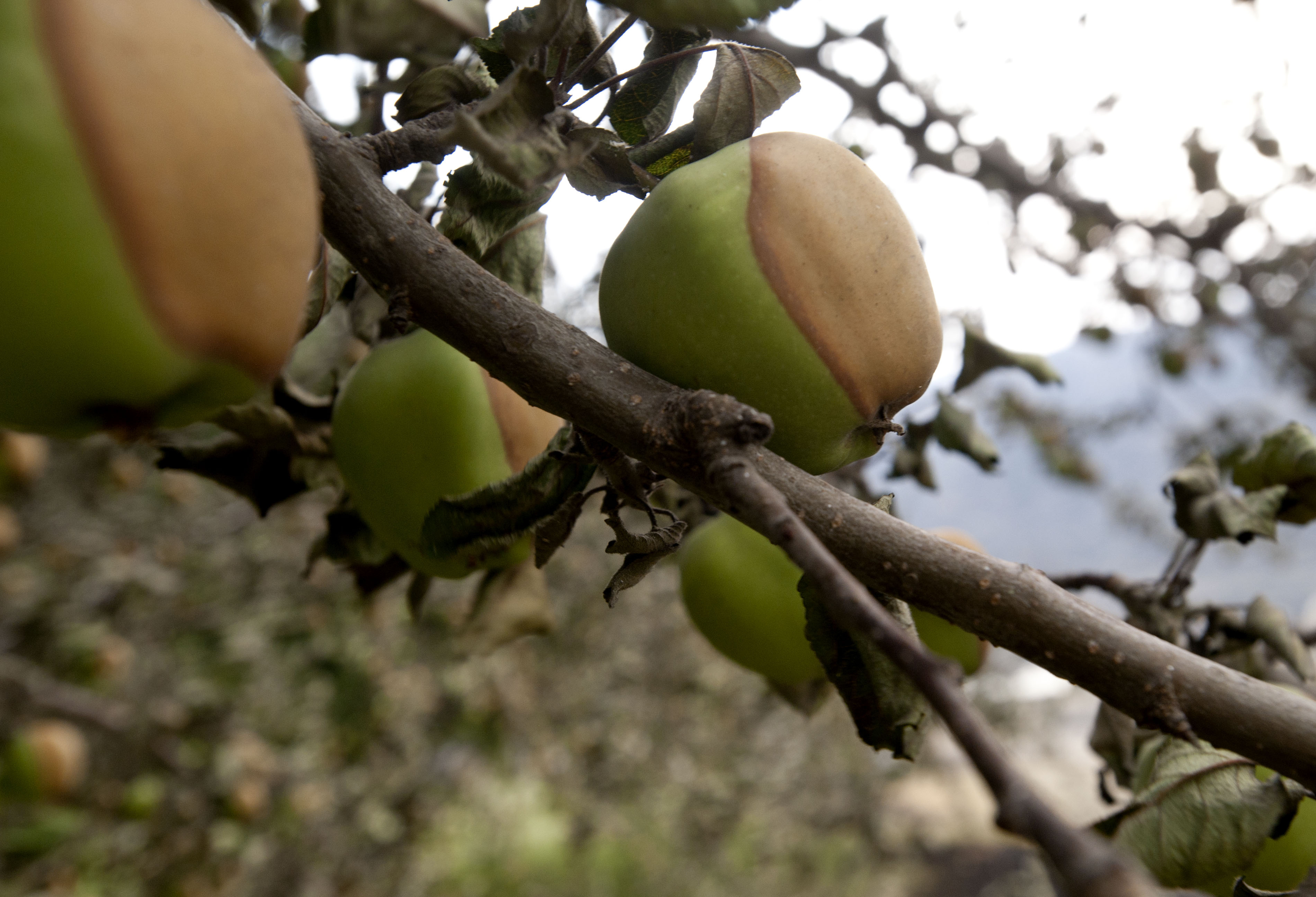 In Carlton Complex fire’s wake, orchards survive The SpokesmanReview