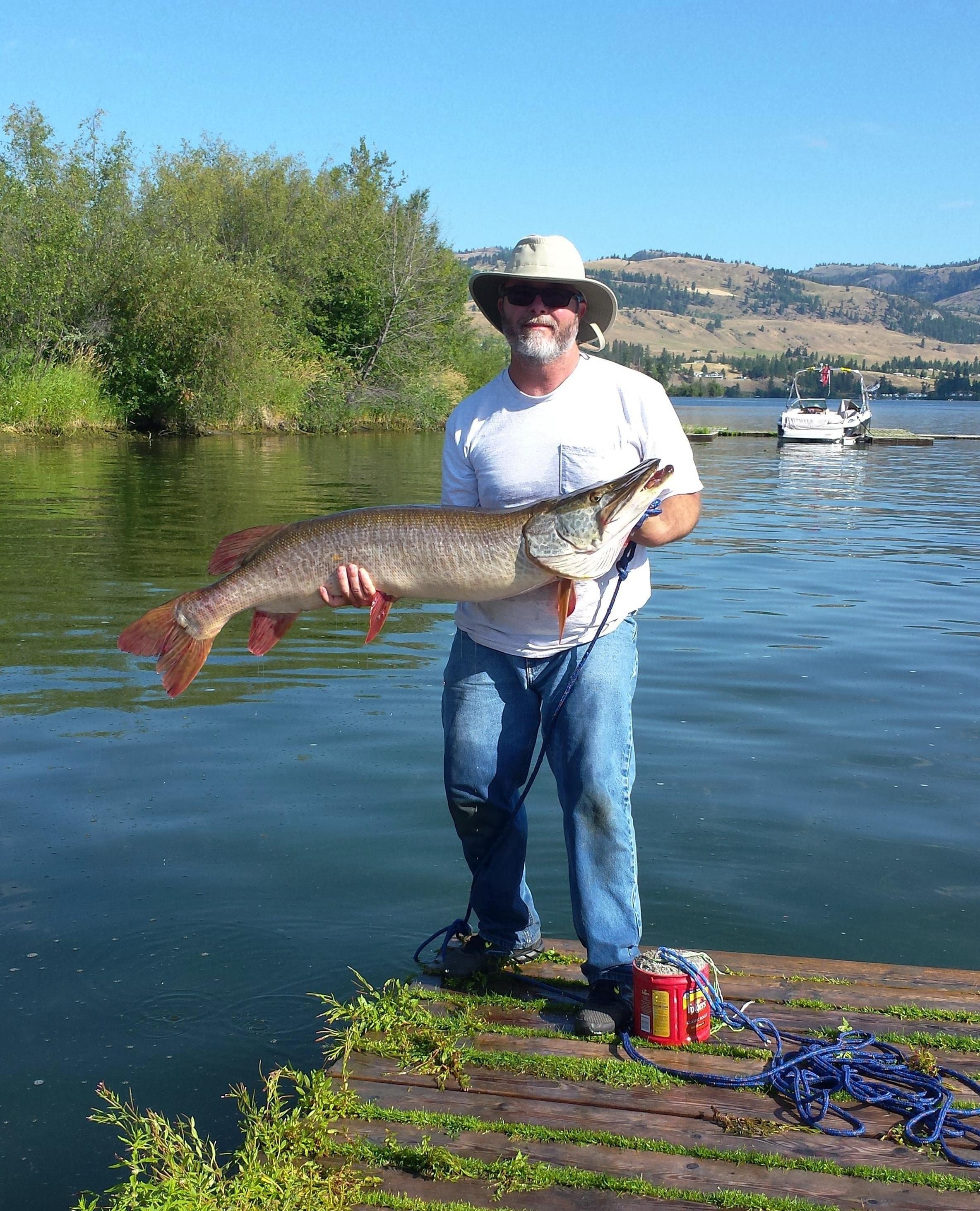 Curlew Lake tiger musky state record pending