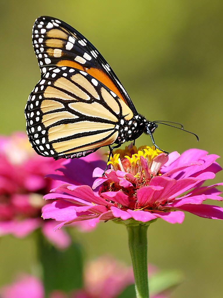 Endangered Status For Monarch Butterfly Petitioned The Spokesman Review