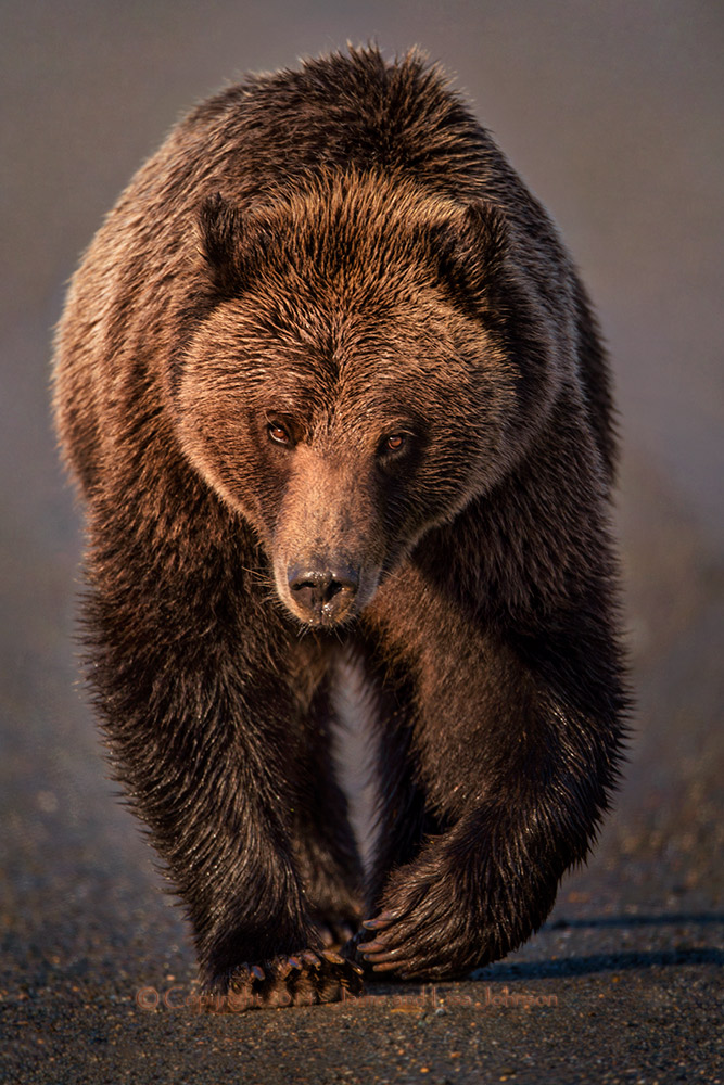Eurasian Brown Bear - ZooChat