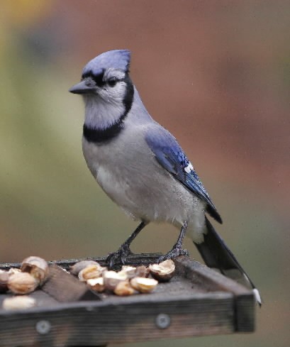 Video: Eastern blue jays have taste for West | The Spokesman-Review