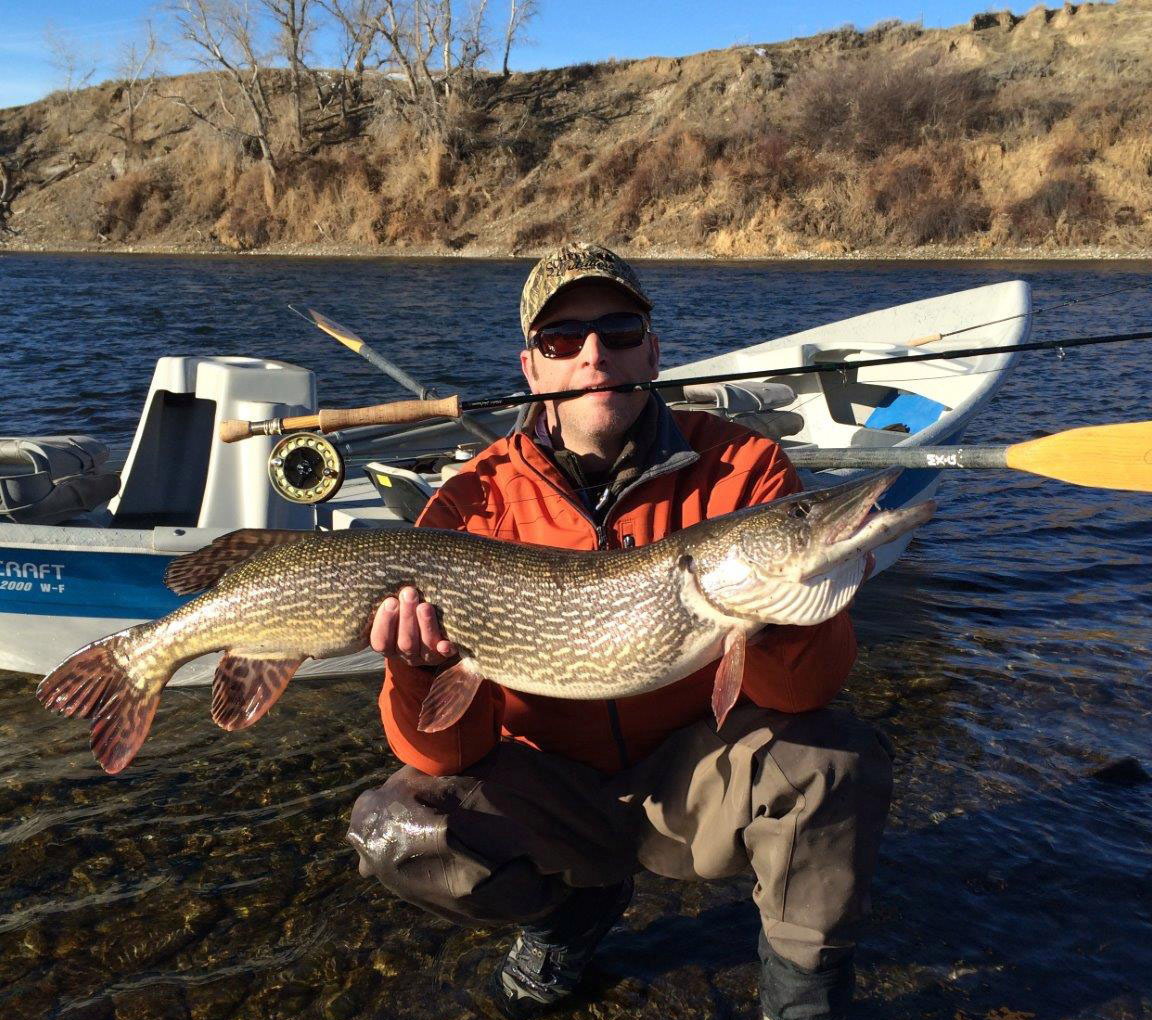 Kansas City angler catches monster northern pike on Bighorn River in  Montana
