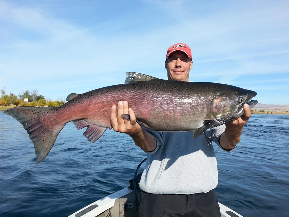 Salmon Anglers Can Cash In On Hanford Reach Broodstock Project 