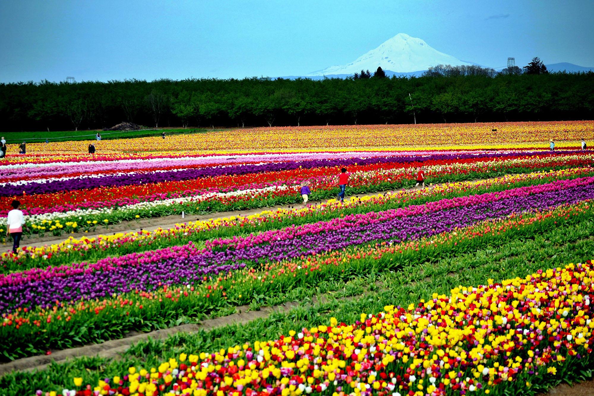 Skagit Valley Tulip Festival expects April flowers after two years of
