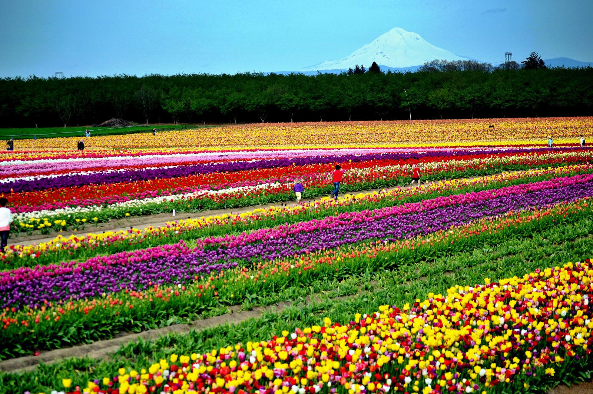 Tulip blooms a sight to behold | The Spokesman-Review