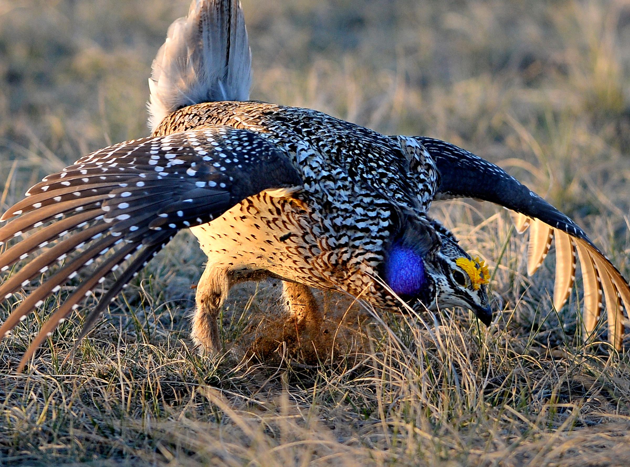 Grouse strut stuff in spring spectacle | The Spokesman-Review