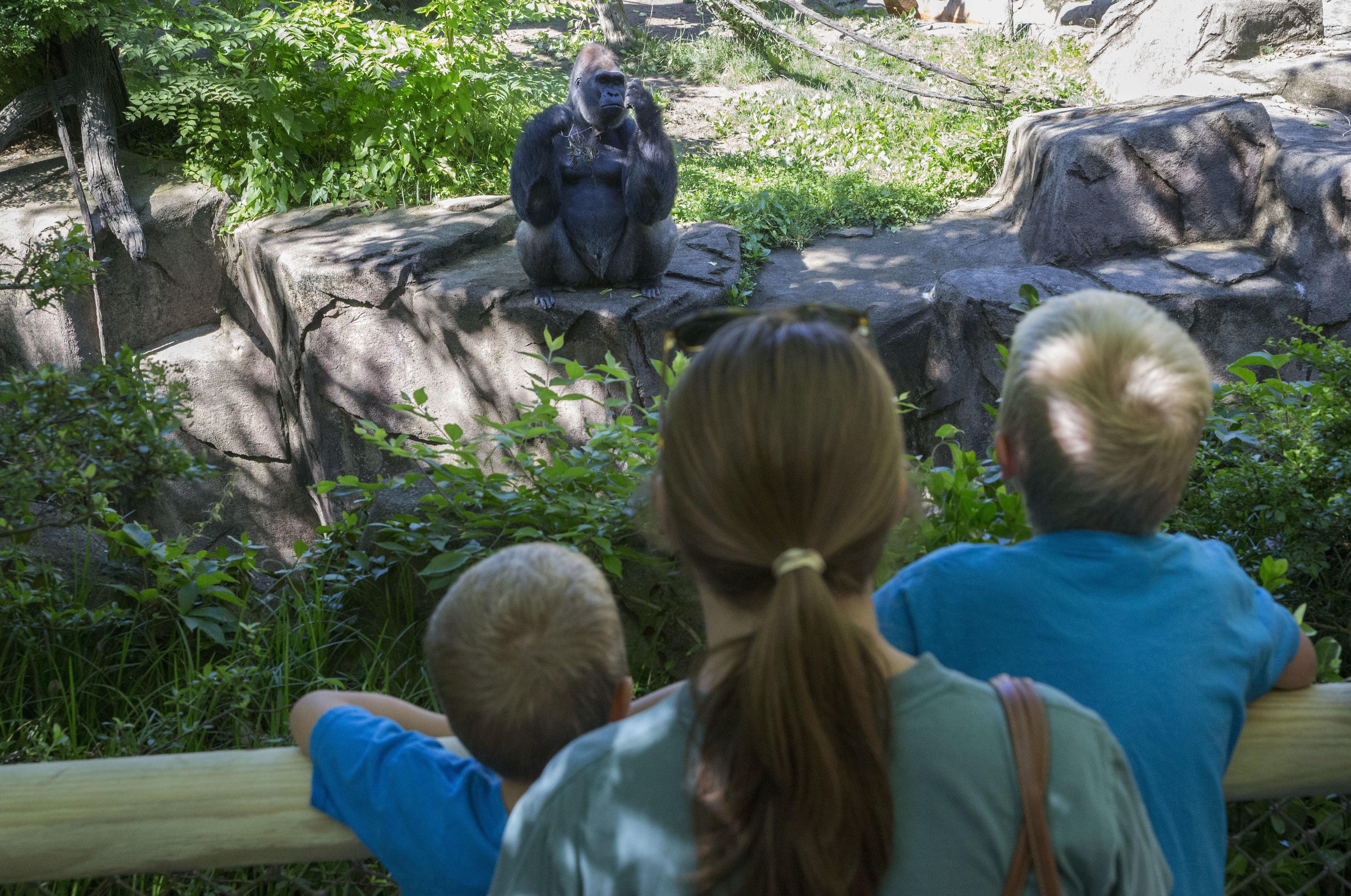 Ohio Zoo Reopens Exhibit Where Boy Fell Gorilla Was Shot The Visitors Look At Jomo A Male Silverback Gorilla The World Exhibit