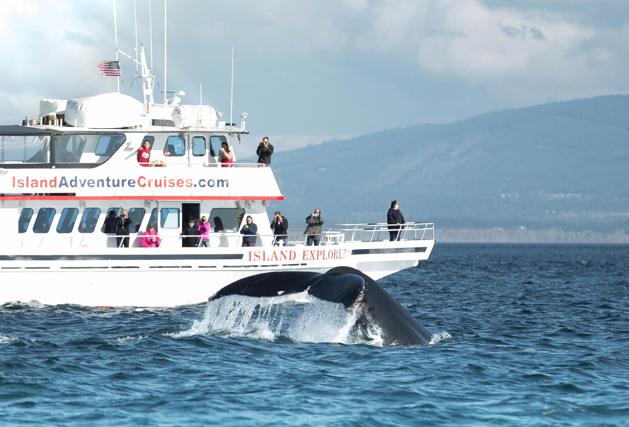 Whale watch tours having epic season near Port Angeles 