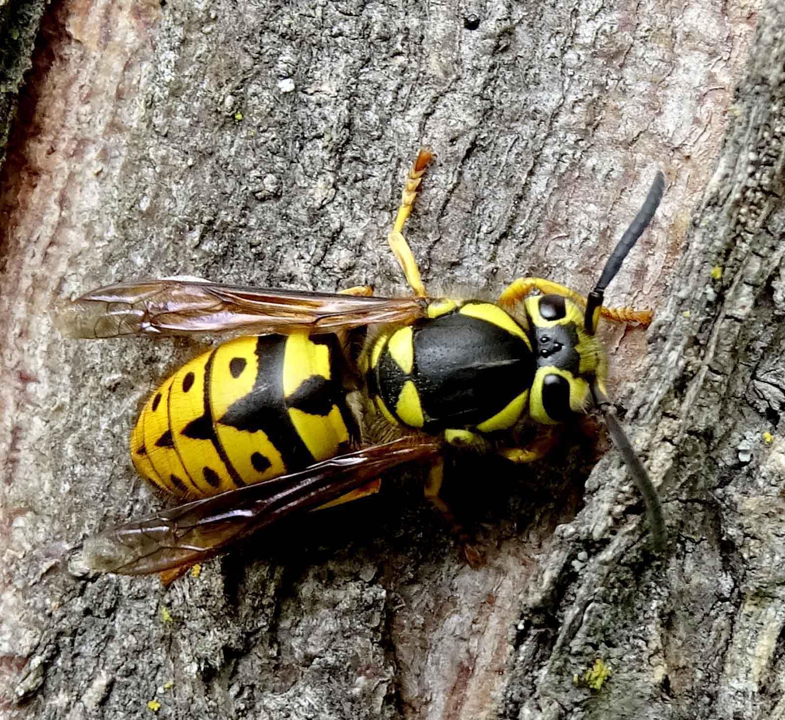 How To Tell A Queen Yellow Jacket From A Worker at Yvonne Martinez blog