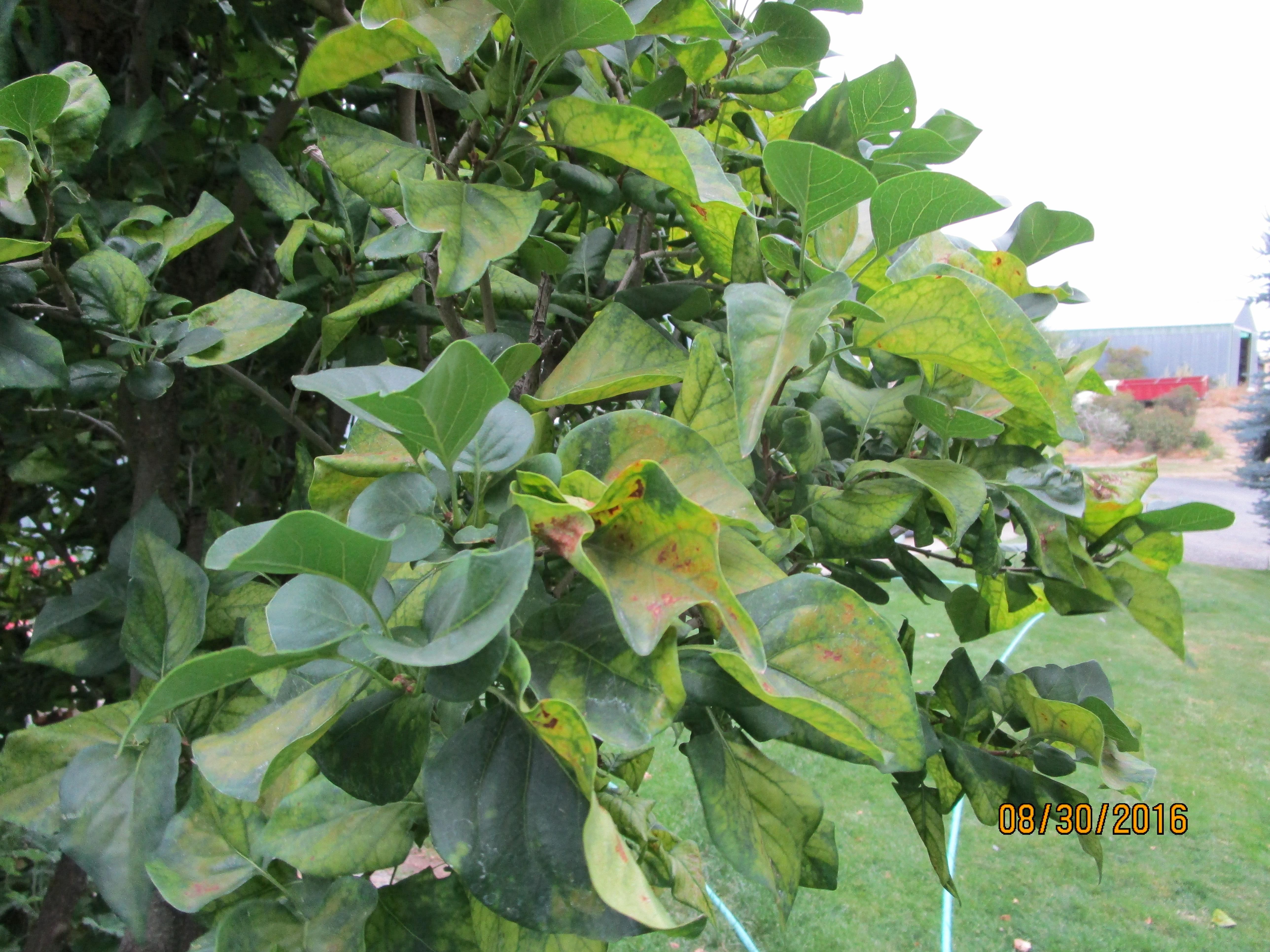 Gardening: Harsh summers may be damaging lilacs | The Spokesman-Review